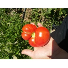 Karışık iri domates tohumları