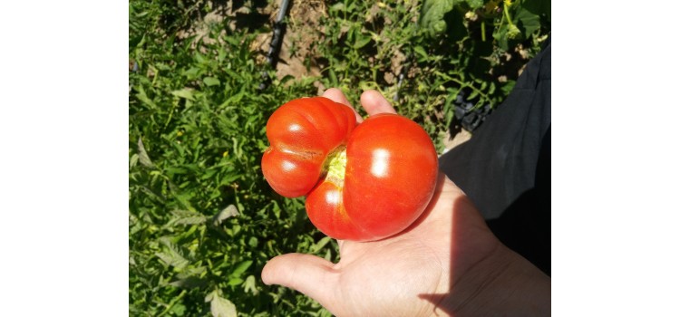 Karışık iri domates tohumları