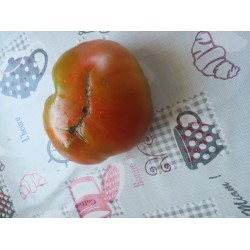 İri kırmızı köy domatesi Siirt menşei