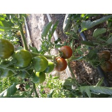 Bordo salkım domates