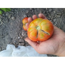 İri deşti domates fidesi