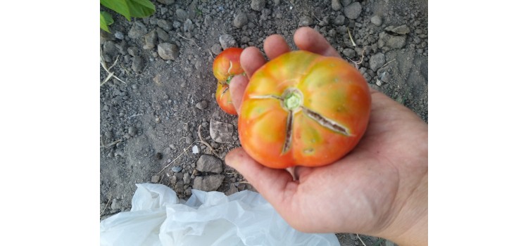 İri deşti domates fidesi