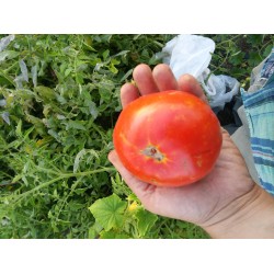 Kırmızı  yayla domatesi