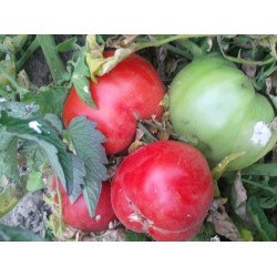 İri kırmızı etli salçalık domates