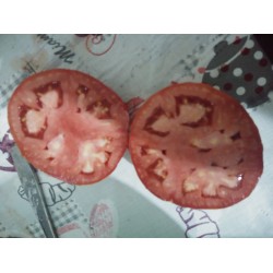 İri kırmızı etli salçalık domates