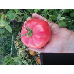 Denizli pembesi oturak domates