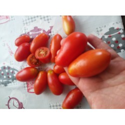 Küpe salkım domates çok verimli