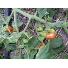 Karışık çeri domatesi tohumları