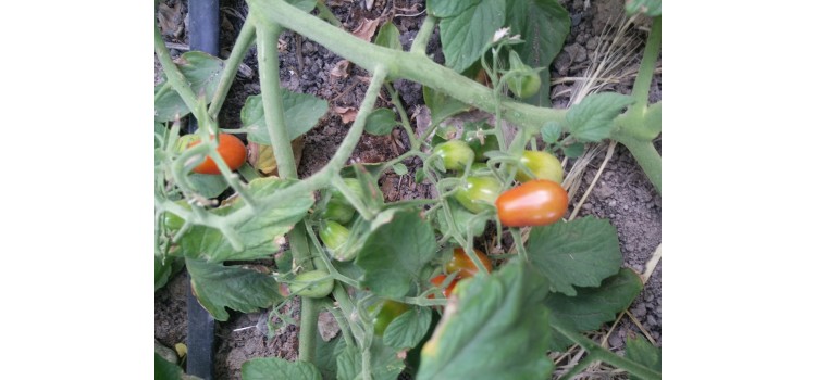 Karışık çeri domatesi tohumları