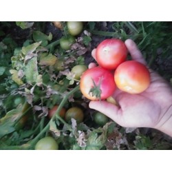 Orta boy yuvarlak  verimli pembe domates
