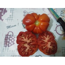 On dilim köy domatesi