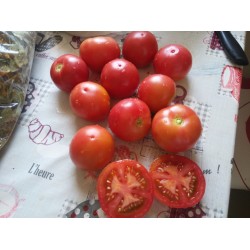 Orta boy yuvarlak  verimli pembe domates