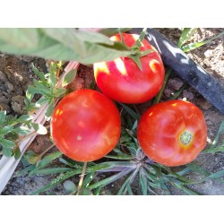 Oturak sert sulu dayanıklı salçalık sofralık domates
