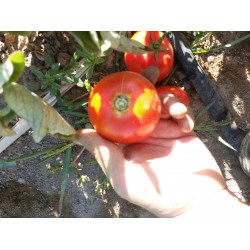 Oturak sert sulu dayanıklı salçalık sofralık domates