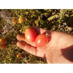 Pembe yumurta çeri bodur domates saksılık