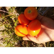 Turuncu yumurta domates