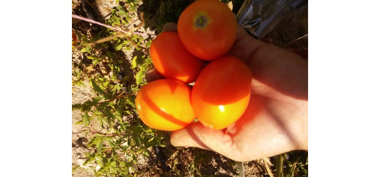 Turuncu yumurta domates