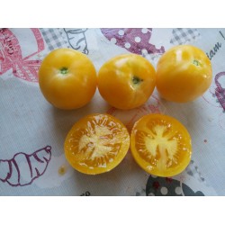 Kayısı domatesi