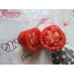 Kırmızı armut domates salçalık
