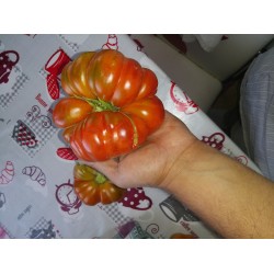 İri Deşti domates domatesin atası susuz bile yetişir