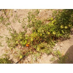 Kırmızı Salkım yumurta domates