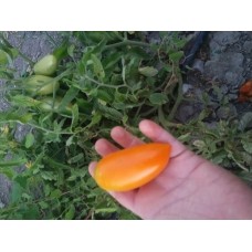 Turuncu uzun sivri domates