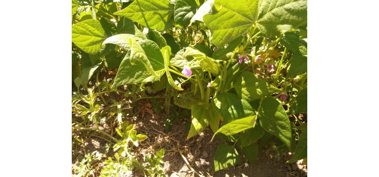 Oturak fasülye Üzümbağı köyünden