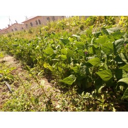 Oturak fasülye Üzümbağı köyünden