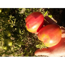 Pembe alaca yürek domatesi