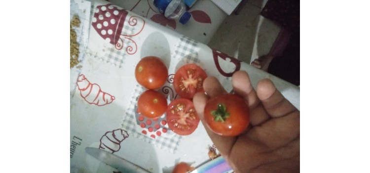 Kırmızı domates ceviz büyüklüğünde