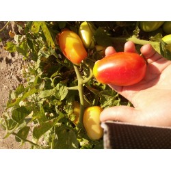 Kırmızı armut domates salçalık