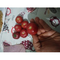 Cevizden iri pembe sulu domates