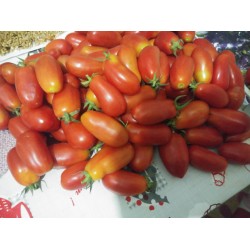 Uzun yerli domates  salçalık domates