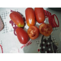 Uzun yerli domates  salçalık domates