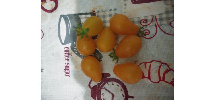 Turuncu minyatür domates