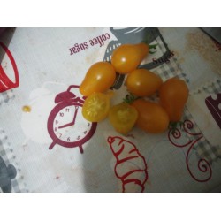 Turuncu minyatür domates