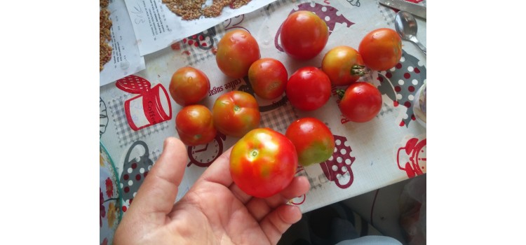Sırık salkım yuvarlak kırmızı dayanıklı domates