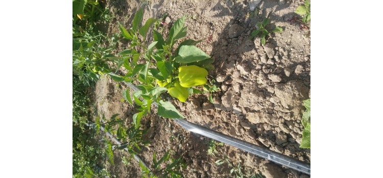Yeşil dolma biber fİdesi 3 adet tüplü fide