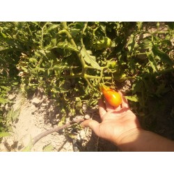 İri ampul domates nadir bulunur etli