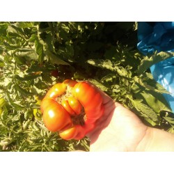 İri dilimli sırık domates