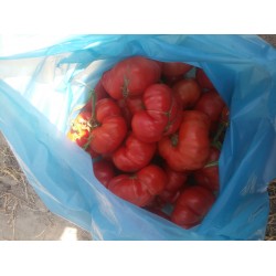 İri dilimli sırık domates