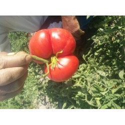 Malatya Yeşilyurt iri etli domates