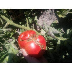 İri kırmızı köy domatesi