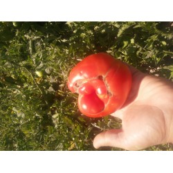 Afgan domatesi