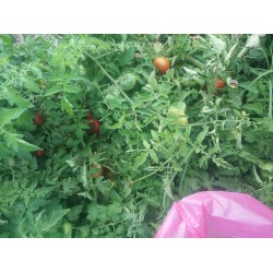 Delice(Deşti) salkım domates