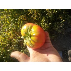 Mardin eski pembe domates
