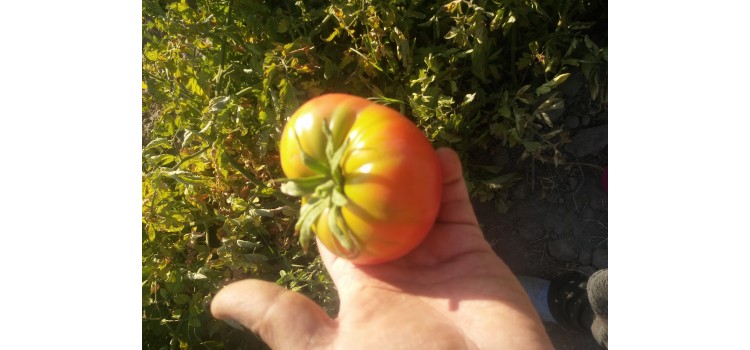 Mardin eski pembe domates