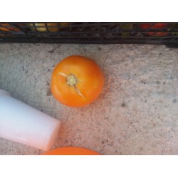 Turuncu yerli domates iri ince kabuk sırık domates