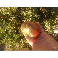 Likopen Mavi güzellik domatesi