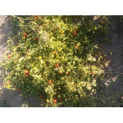 Ayaş domatesi tohumu